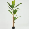 Décoration^Flamant Bananier, Plante