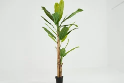 Décoration^Flamant Bananier, Plante