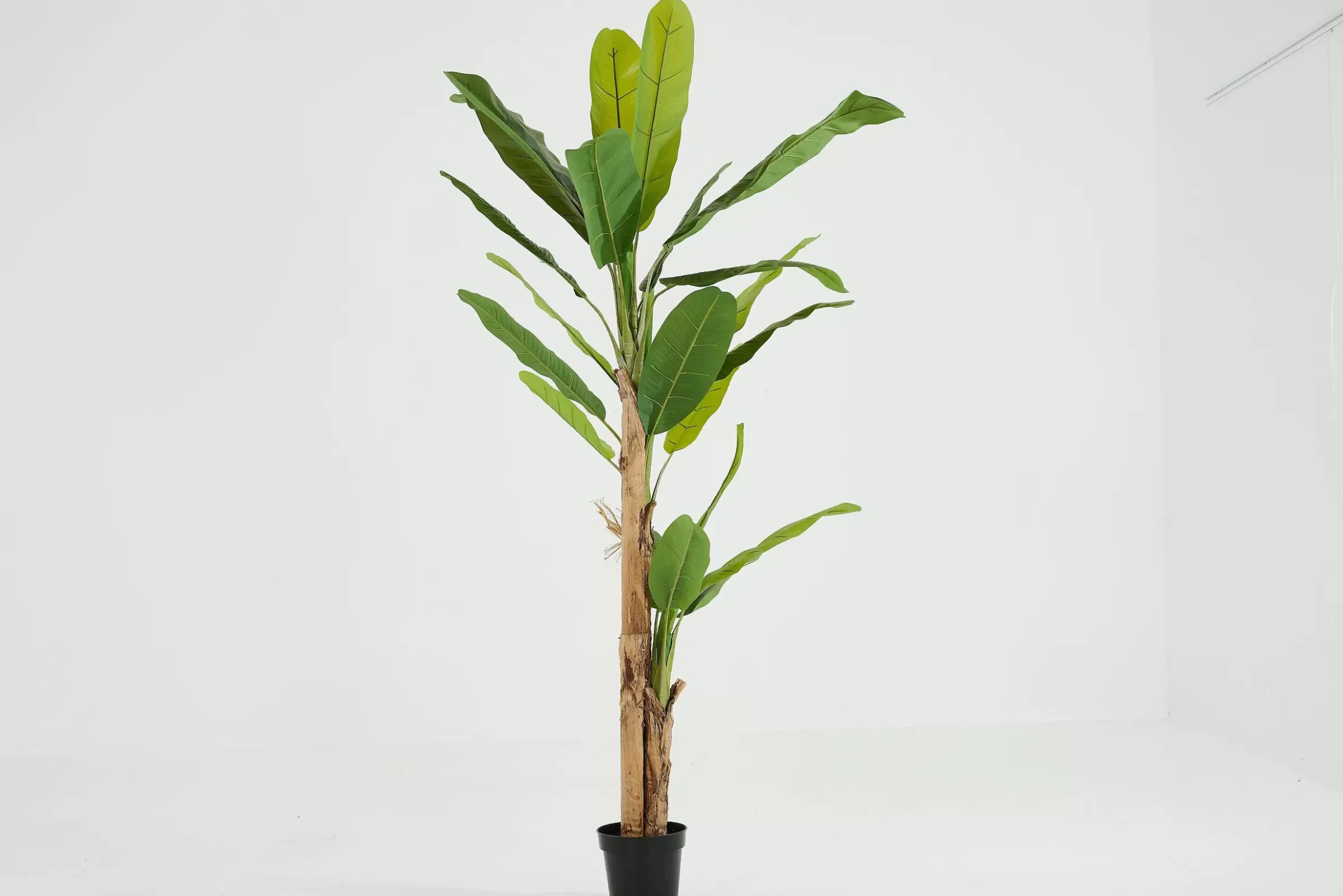 Décoration^Flamant Bananier, Plante