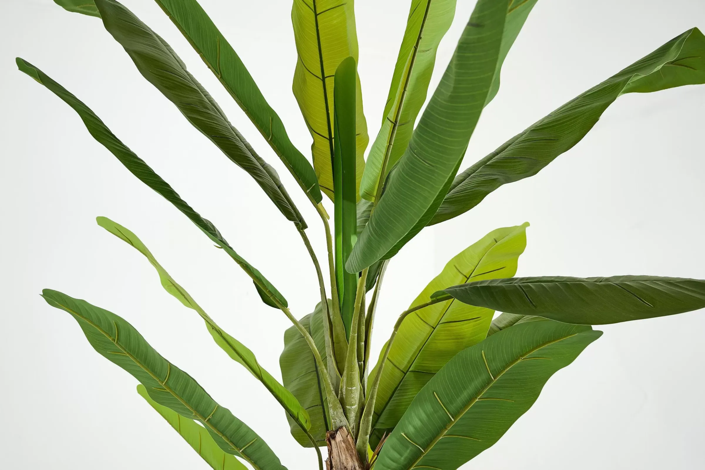 Décoration^Flamant Bananier, Plante