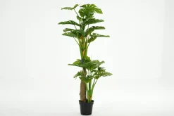 Fete Des Meres^Flamant Plante Monstera, Plante