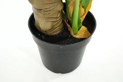 Fete Des Meres^Flamant Plante Monstera, Plante